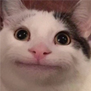 Discovery icon for BeluGANG Discord server